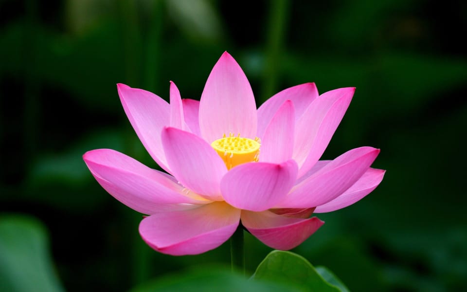 From Self-Doubt to Self-Confidence Self-Being: How to be Free from Self-Doubt